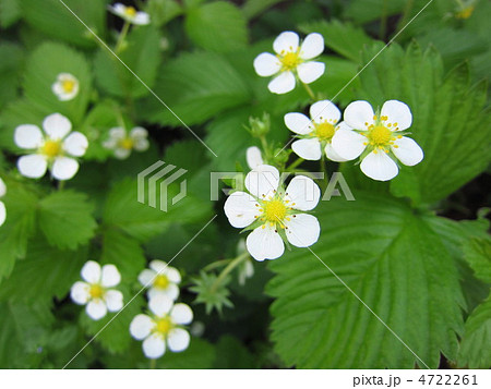 ワイルドストロベリーの花の写真素材