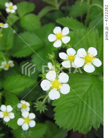ワイルドストロベリーの花 4722262