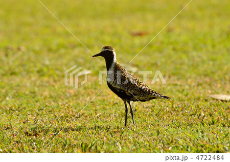 ムナグロ ムナグロ 4722484