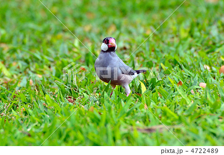 ブンチョウ 4722489