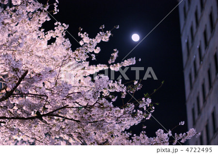 月と夜桜 4722495