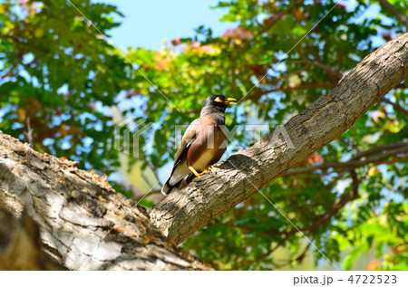 インドハッカ インドハッカ 4722523