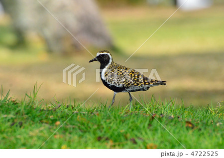 ムナグロ 4722525