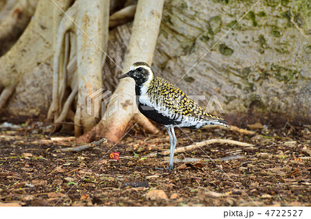 ムナグロ 4722527