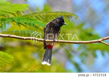 シリアカヒドリ 4722528