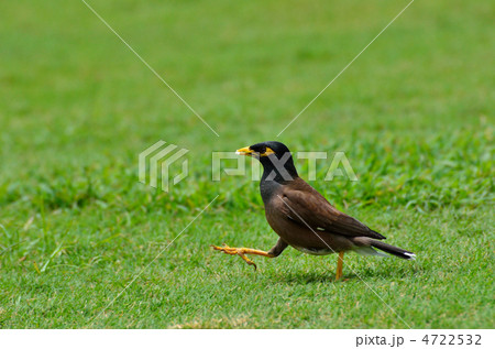 インドハッカ 4722532