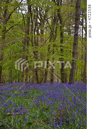 ブルーベルフラワー 4722536