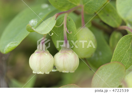 クロマメノキ クロマメノキ 4722539