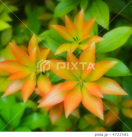 アセビの赤い新芽 4722581