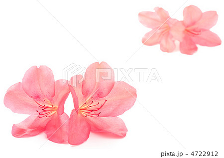 ヤマツツジの花の部分 4722912