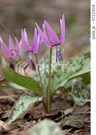 カタクリ 4722938