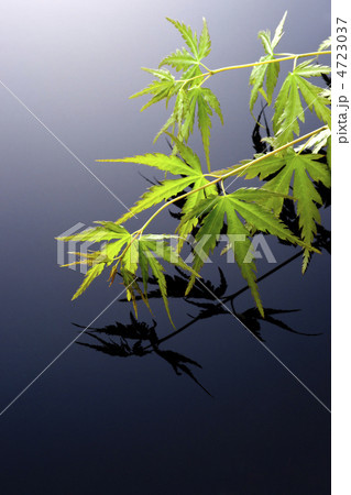 もみじ もみじ 4723037