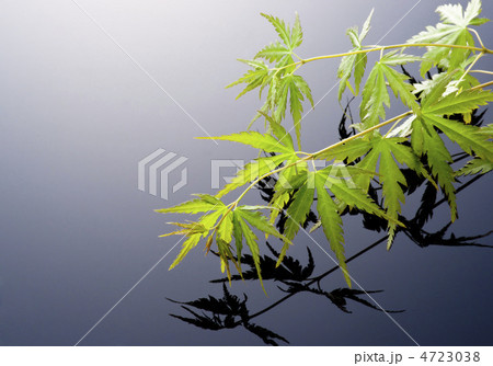 もみじ もみじ 4723038