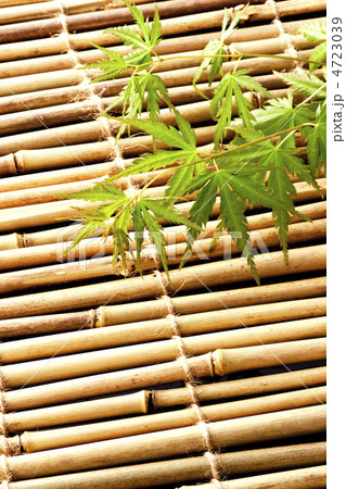 もみじ もみじ 4723039