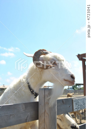 ヤギが柵の上から乗り出した 4723041