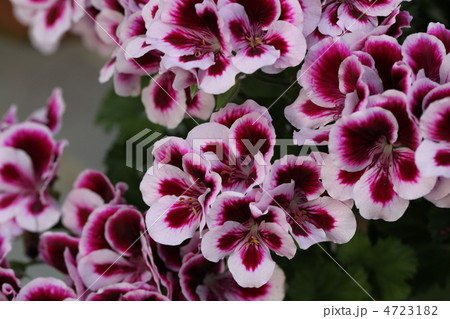 ペラルゴニウムの花 ペラルゴニウムの花 4723182