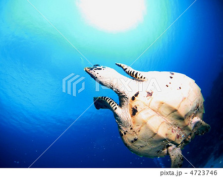 頭上を泳ぐウミガメ 4723746