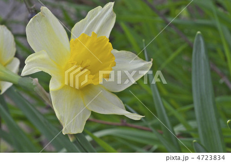 スイセン 4723834