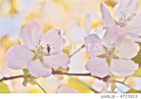 桜の花 4723913