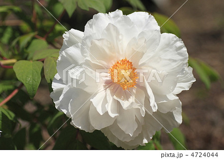 牡丹 レンカク 牡丹 レンカク 4724044