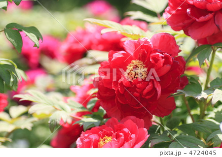 牡丹 リンボウ 牡丹 リンボウ 4724045