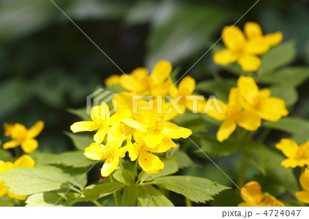 ヤマブキソウ 4724047