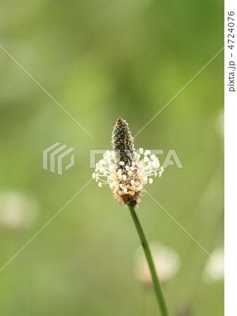 ヘラオオバコの花穂 4724076