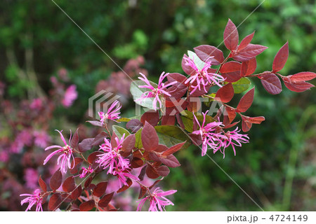 ベニバナトキワマンサク 4724149