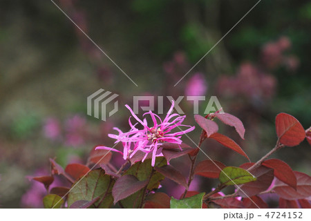 ベニバナトキワマンサク 4724152