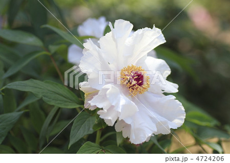 牡丹 キンテイ 牡丹 キンテイ 4724206