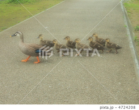 お母さんの後に続いて 4724208