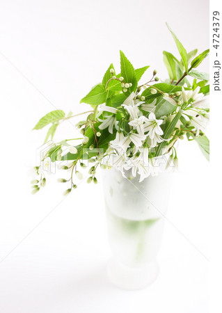 白い花のアレンジメント 4724379