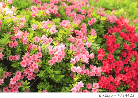 久留米ツツジ 4724422