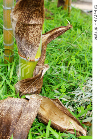 竹デビュー 4724481