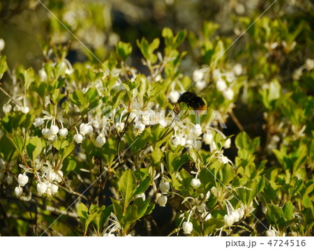 ドウダンツツジの蜜を吸いにきている蜂 ドウダンツツジの蜜を吸いにきている蜂 4724516
