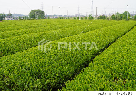 茶畑 茶畑 4724599