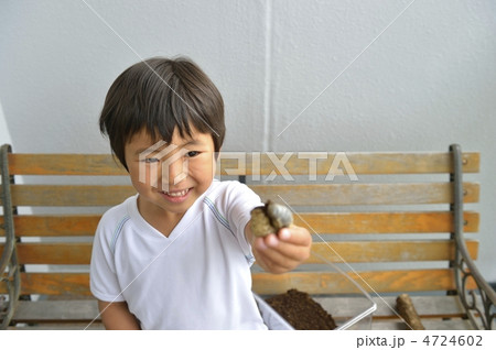 カブト虫 カブト虫 4724602