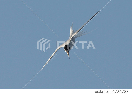 コアジサシコアジサシ 4724783