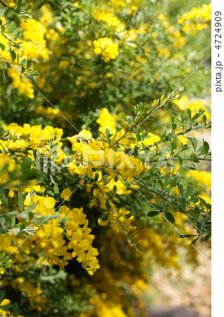 エニシダ 4724909