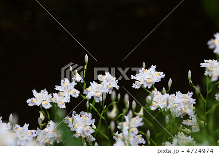 しゃがばたけ 4724974