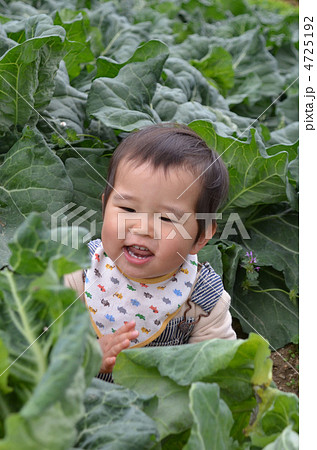 キャベツ畑と赤ちゃんの写真素材