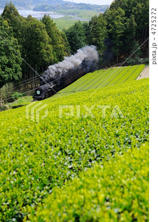茶畑と蒸気機関車 4725272