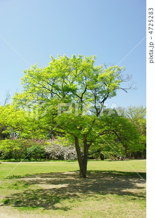 新緑の公園 新緑の公園 4725283