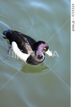 キンクロハジロの泳ぐ姿 4725324