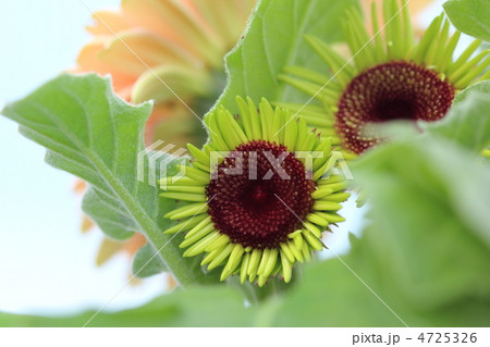 ガーベラ ガーベラ 4725326