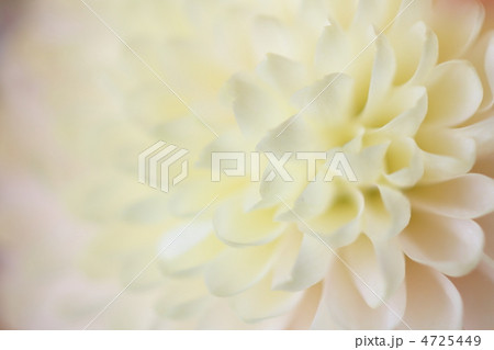 ふんわりしたイメージの白いダリアの花のアップ ふんわりしたイメージの白いダリアの花のアップ 4725449