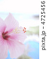 ハイビスカス 4725456