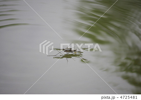 アメンボの写真素材 [4725481] - PIXTA