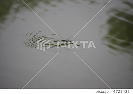 あめんぼ あめんぼ 4725482