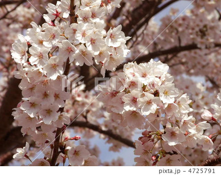 公園の桜 4725791